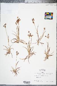 Luzula bulbosa image