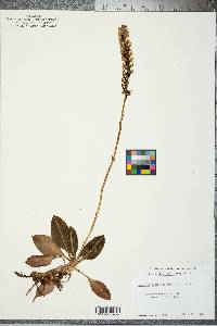 Goodyera pubescens image