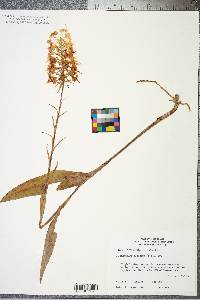 Platanthera ciliaris image