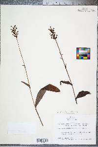 Platanthera clavellata image