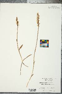 Spiranthes cernua image