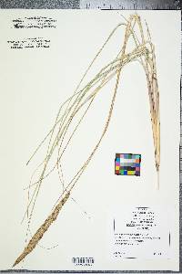 Ammophila breviligulata image