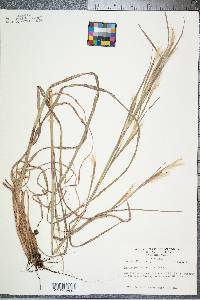 Andropogon ternarius image