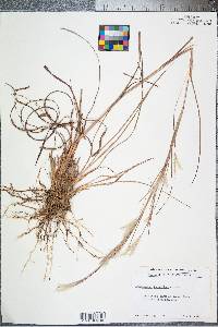 Andropogon ternarius image