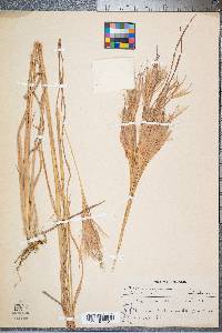 Andropogon glomeratus image