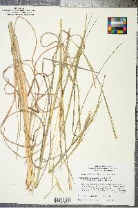 Andropogon glomeratus var. hirsutior image