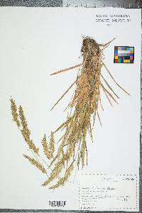 Anthoxanthum odoratum image