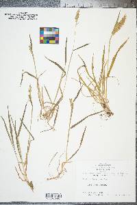 Anthoxanthum odoratum image