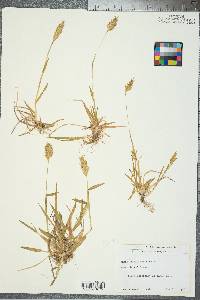 Anthoxanthum odoratum image