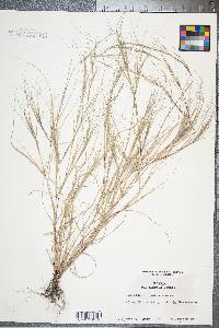 Aristida oligantha image