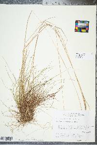 Deschampsia flexuosa image