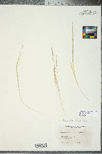 Deschampsia flexuosa image