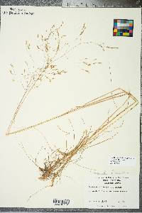 Deschampsia flexuosa image