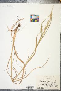 Bromus catharticus image