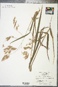 Bromus latiglumis image