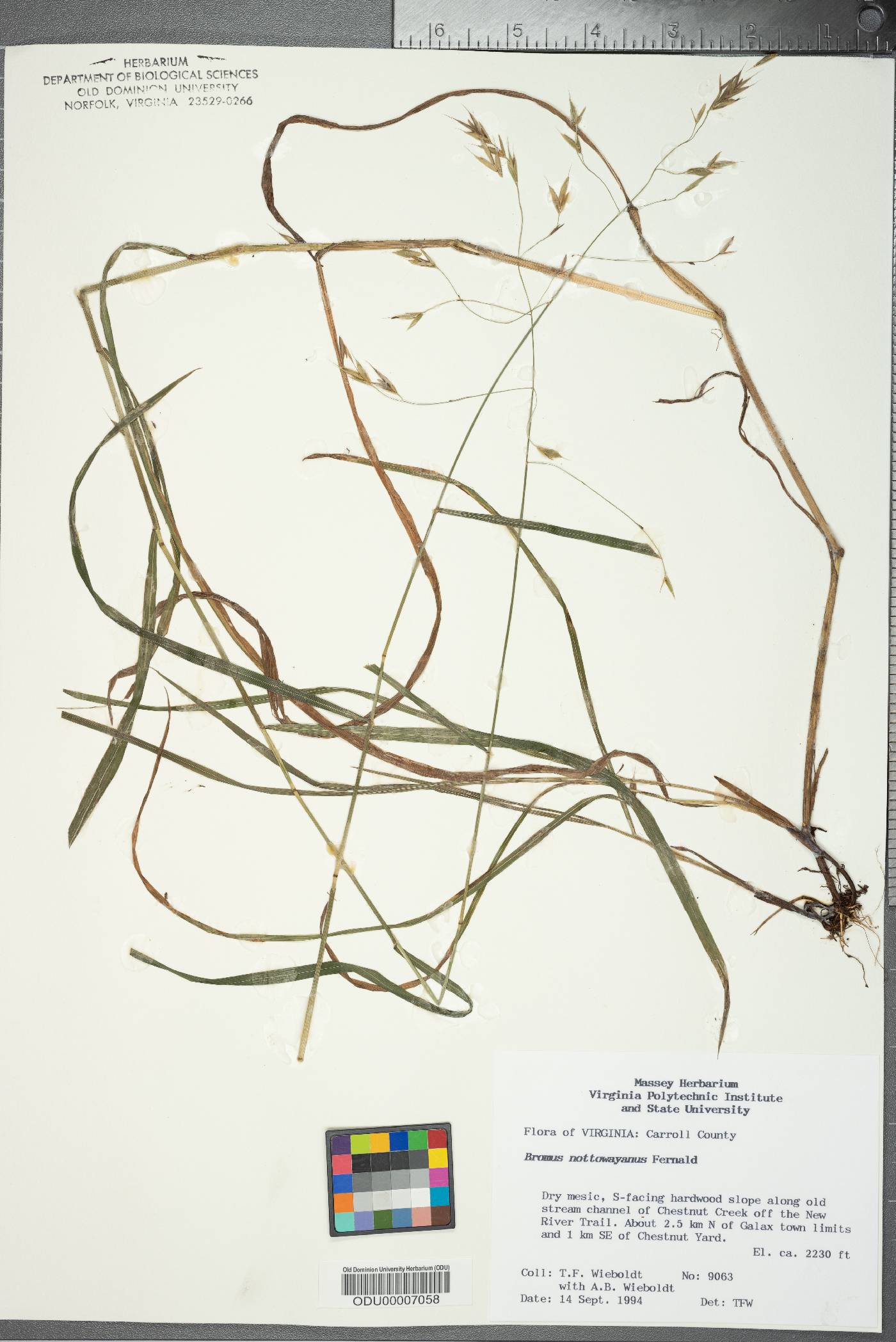Bromus nottowayanus image