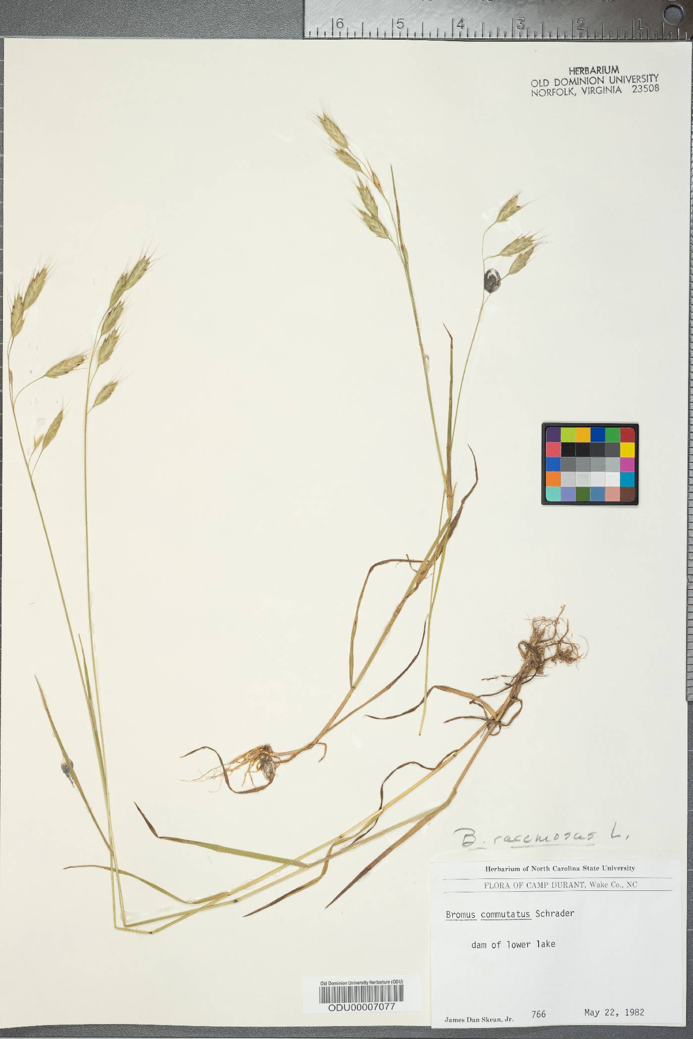 Bromus racemosus image