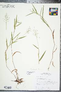 Dichanthelium acuminatum subsp. acuminatum image