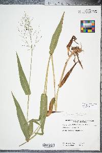 Panicum clandestinum image