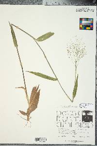 Panicum clandestinum image