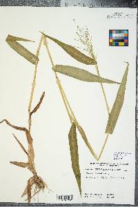 Panicum clandestinum image