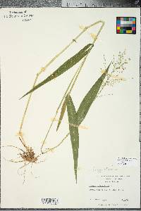 Panicum clandestinum image