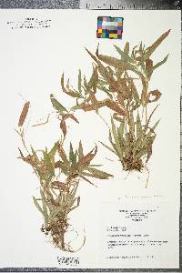 Panicum commutatum image