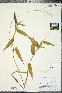 Panicum commutatum image