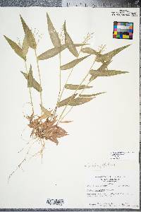 Panicum commutatum image