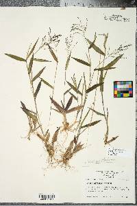 Panicum commutatum image