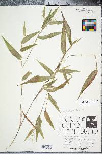 Panicum commutatum image