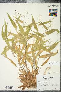 Panicum commutatum image