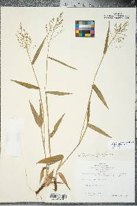 Panicum commutatum image