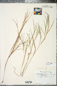 Panicum depauperatum image