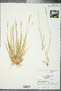 Panicum depauperatum image