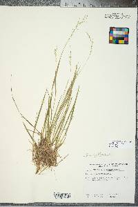 Panicum depauperatum image