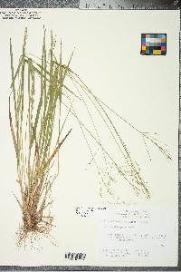 Panicum depauperatum image