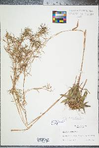 Panicum dichotomum image