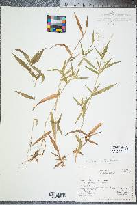 Panicum dichotomum image