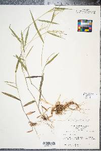 Panicum dichotomum image