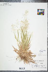 Panicum dichotomum image