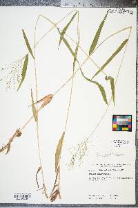 Panicum dichotomum image