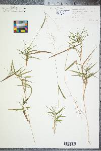 Panicum dichotomum image