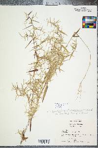 Panicum dichotomum image