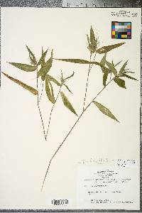 Panicum dichotomum image