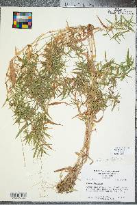 Panicum dichotomum image