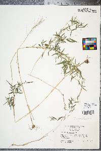 Panicum dichotomum image