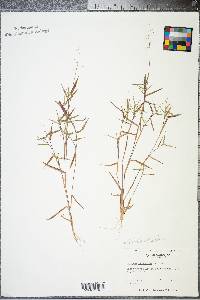 Panicum lancearium image
