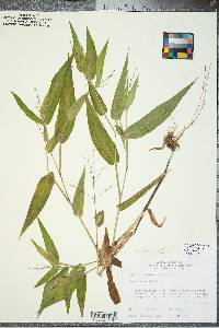 Panicum latifolium image