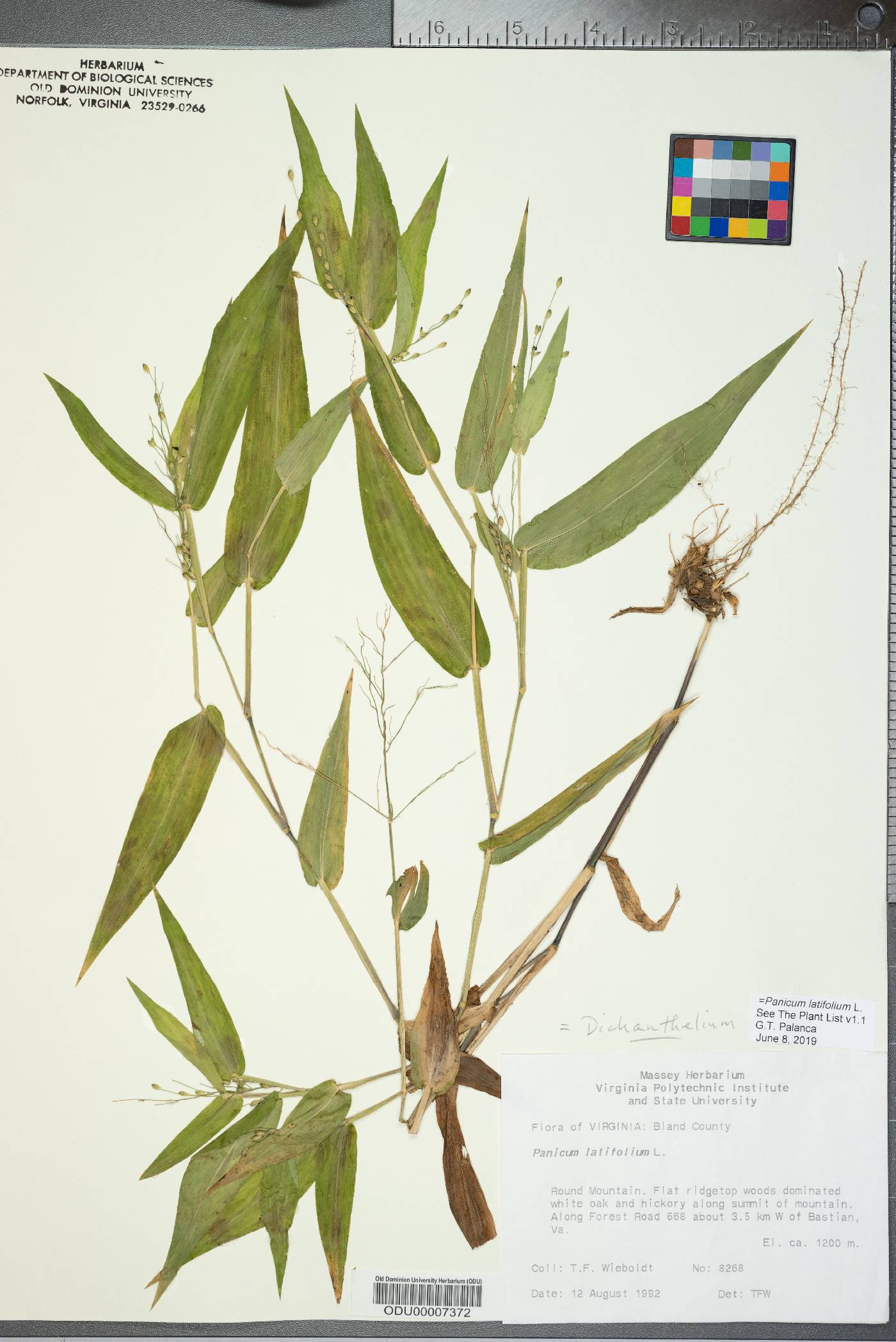 Panicum latifolium image